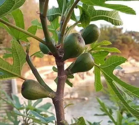 Apartment Lemon & Soul *