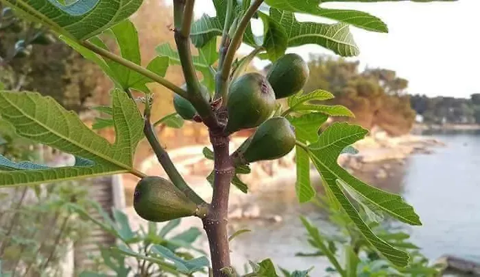 Apartman Lemon & Soul *